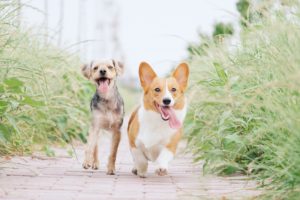 Dogs and Pet Trusts